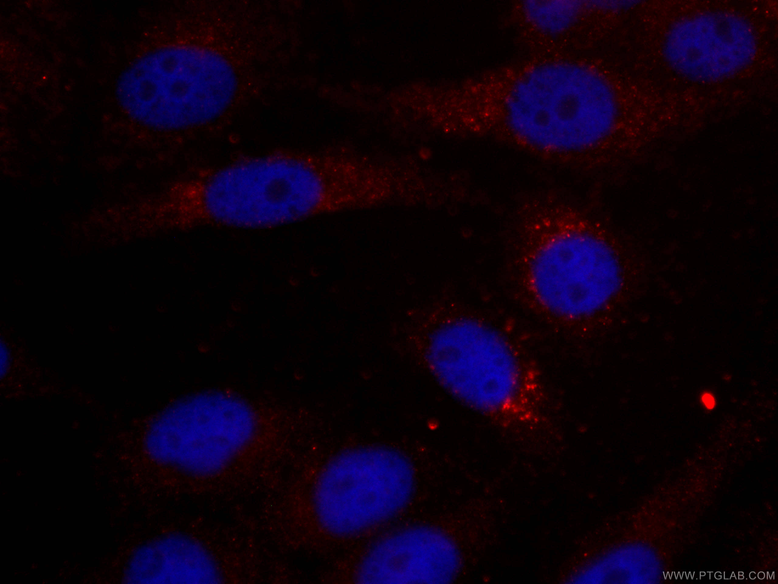 Immunofluorescence (IF) / fluorescent staining of HepG2 cells using CoraLite®594-conjugated IDH1 Monoclonal antibody (CL594-66197)
