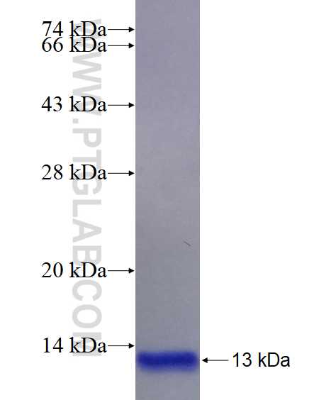 IDH1 fusion protein Ag20289 SDS-PAGE