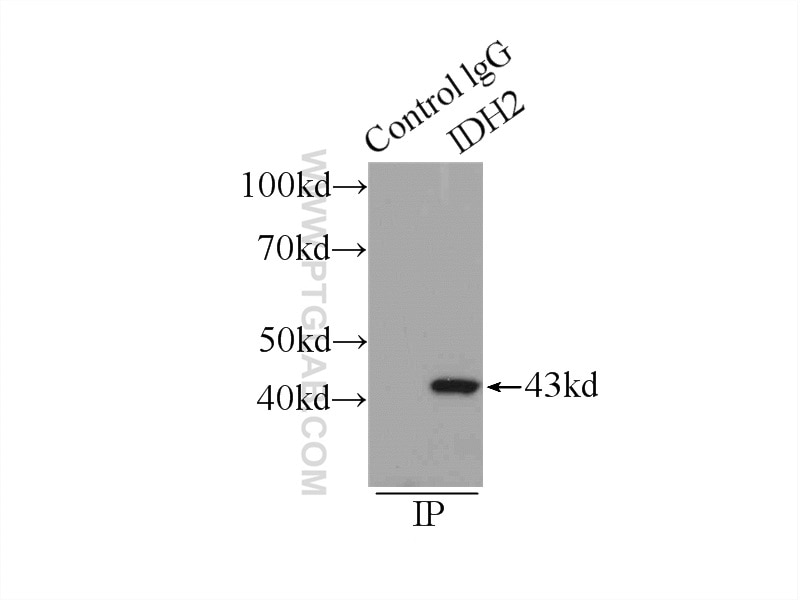 Immunoprecipitation (IP) experiment of mouse brain tissue using IDH2 Polyclonal antibody (15932-1-AP)