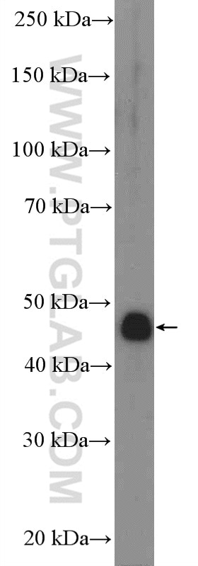 Western Blot (WB) analysis of mouse brain tissue using IDH2 Polyclonal antibody (15932-1-AP)