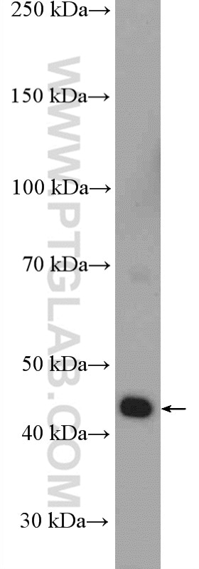 Western Blot (WB) analysis of HEK-293 cells using IDH2 Polyclonal antibody (15932-1-AP)