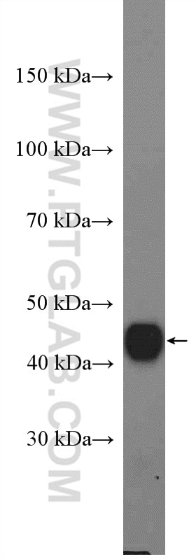 Western Blot (WB) analysis of NIH/3T3 cells using IDH2 Polyclonal antibody (15932-1-AP)