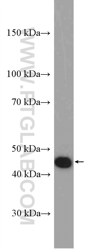 Western Blot (WB) analysis of SH-SY5Y cells using IDH2 Polyclonal antibody (15932-1-AP)