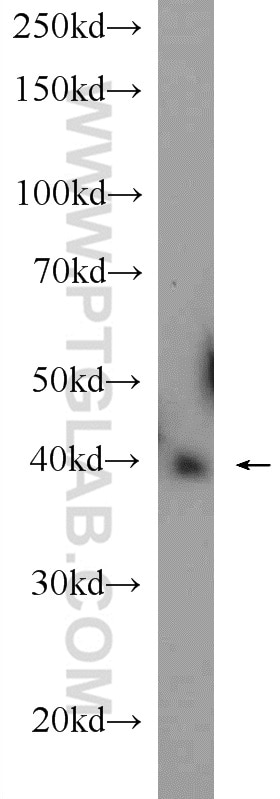 Western Blot (WB) analysis of rat liver tissue using IDH2 Polyclonal antibody (15932-1-AP)