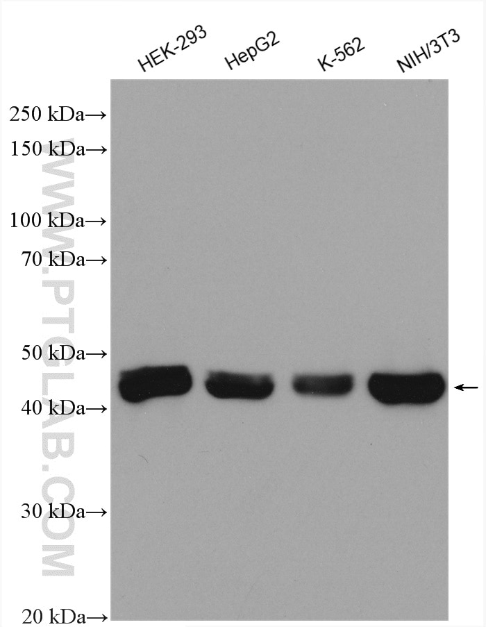 Western Blot (WB) analysis of various lysates using IDH2 Polyclonal antibody (15932-1-AP)