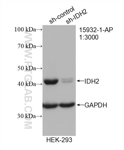 Western Blot (WB) analysis of HEK-293 cells using IDH2 Polyclonal antibody (15932-1-AP)