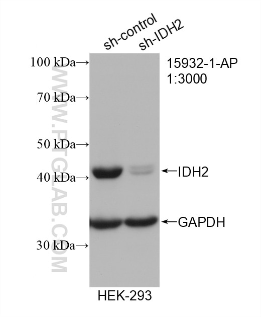 WB analysis of HEK-293 using 15932-1-AP