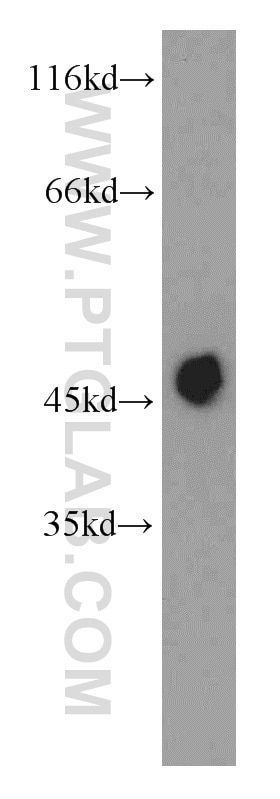 Western Blot (WB) analysis of mouse skeletal muscle tissue using IDH2 Polyclonal antibody (15932-1-AP)