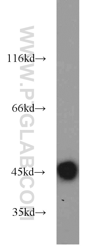 Western Blot (WB) analysis of mouse liver tissue using IDH2 Polyclonal antibody (15932-1-AP)