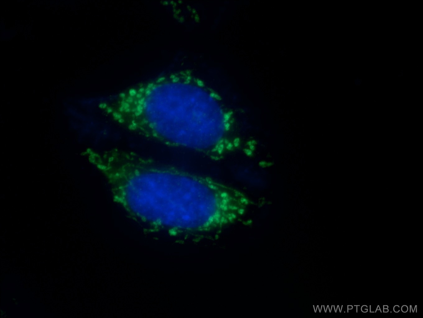 Immunofluorescence (IF) / fluorescent staining of HepG2 cells using IDH2 Polyclonal antibody (23254-1-AP)