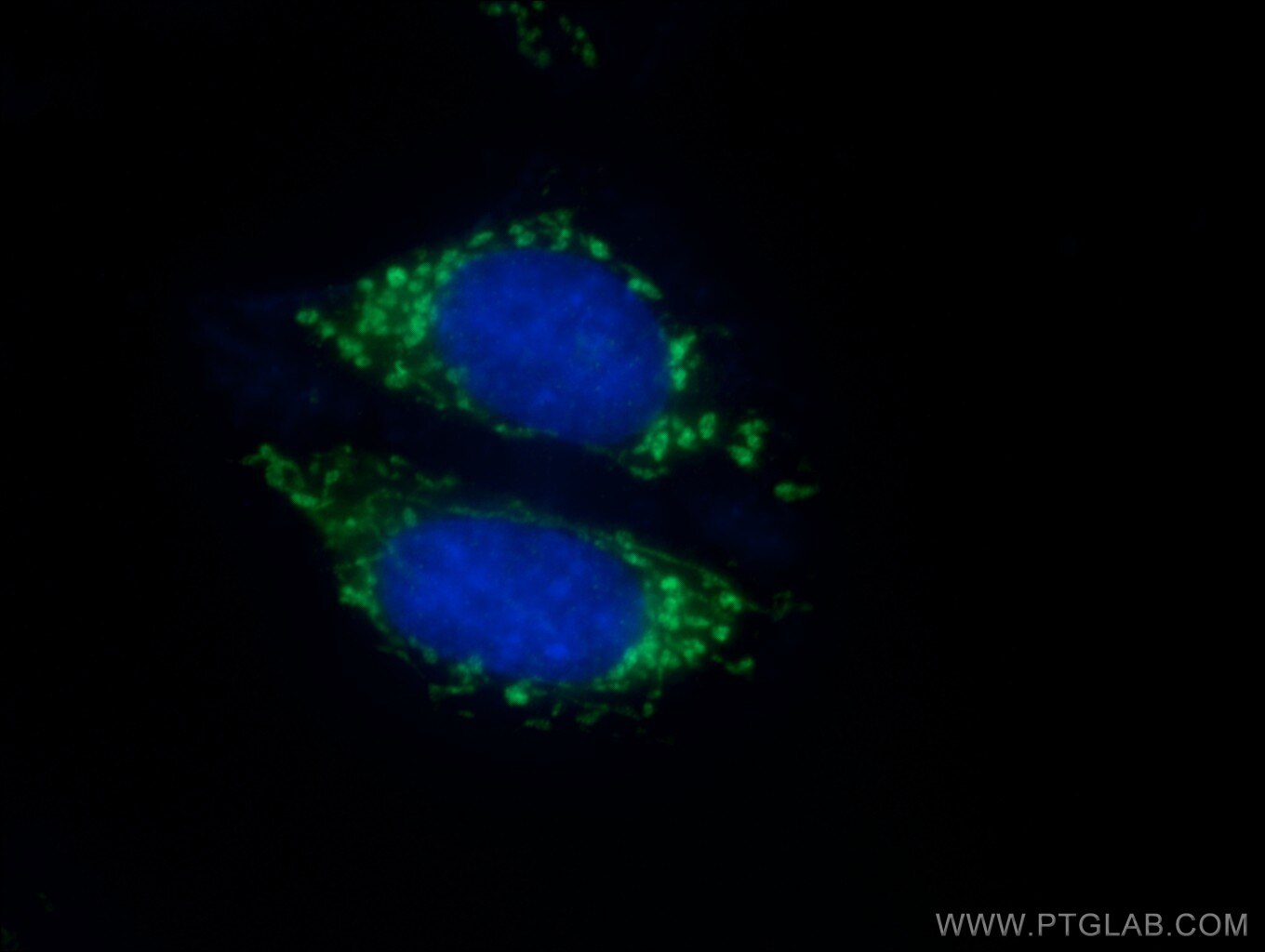 IF Staining of HepG2 using 23254-1-AP