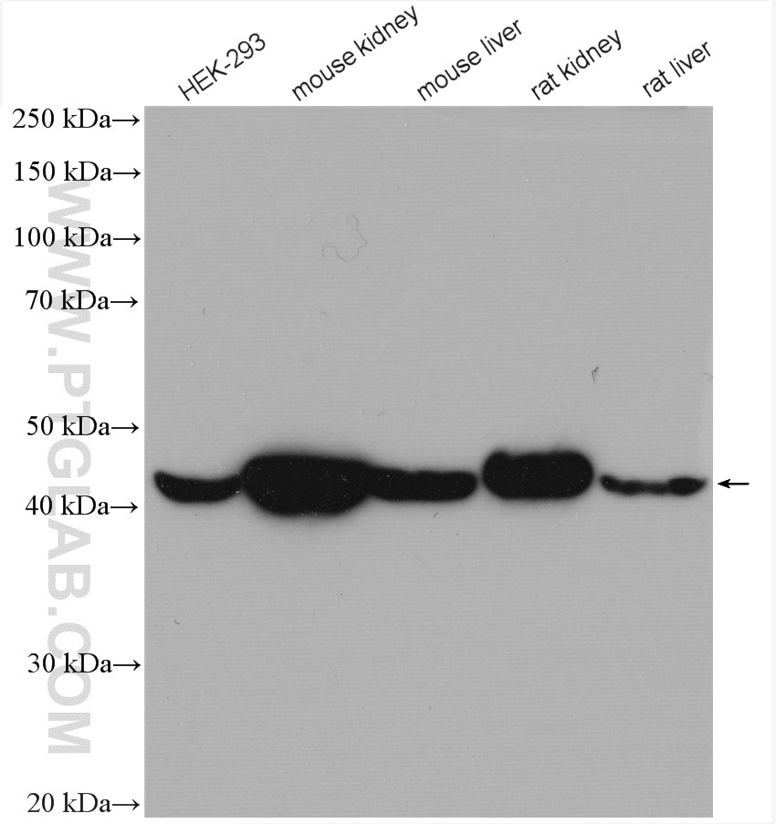 Western Blot (WB) analysis of various lysates using IDH2 Polyclonal antibody (23254-1-AP)