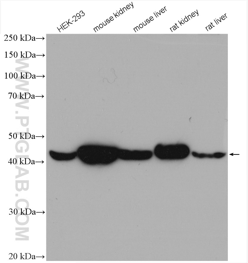 WB analysis using 23254-1-AP