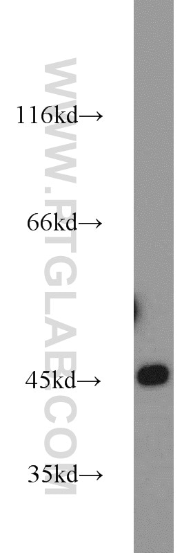 WB analysis of HEK-293 using 23254-1-AP