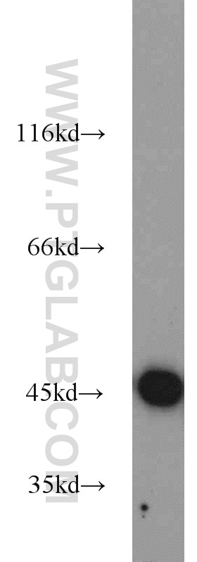 Western Blot (WB) analysis of mouse liver tissue using IDH2 Polyclonal antibody (23254-1-AP)