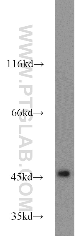 Western Blot (WB) analysis of mouse brain tissue using IDH2 Polyclonal antibody (23254-1-AP)