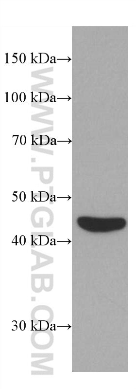 Western Blot (WB) analysis of SH-SY5Y cells using IDH2 Monoclonal antibody (66918-1-Ig)