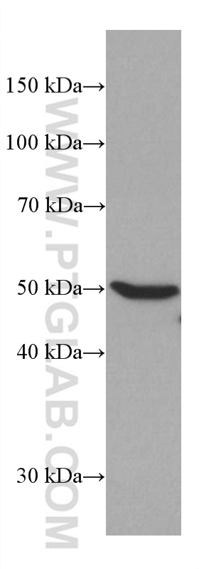 Western Blot (WB) analysis of HepG2 cells using IDH2 Monoclonal antibody (66918-1-Ig)