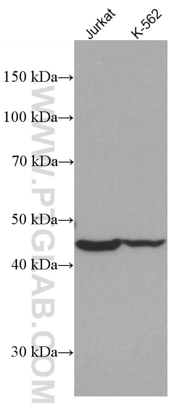 Western Blot (WB) analysis of various lysates using IDH2 Monoclonal antibody (66918-1-Ig)