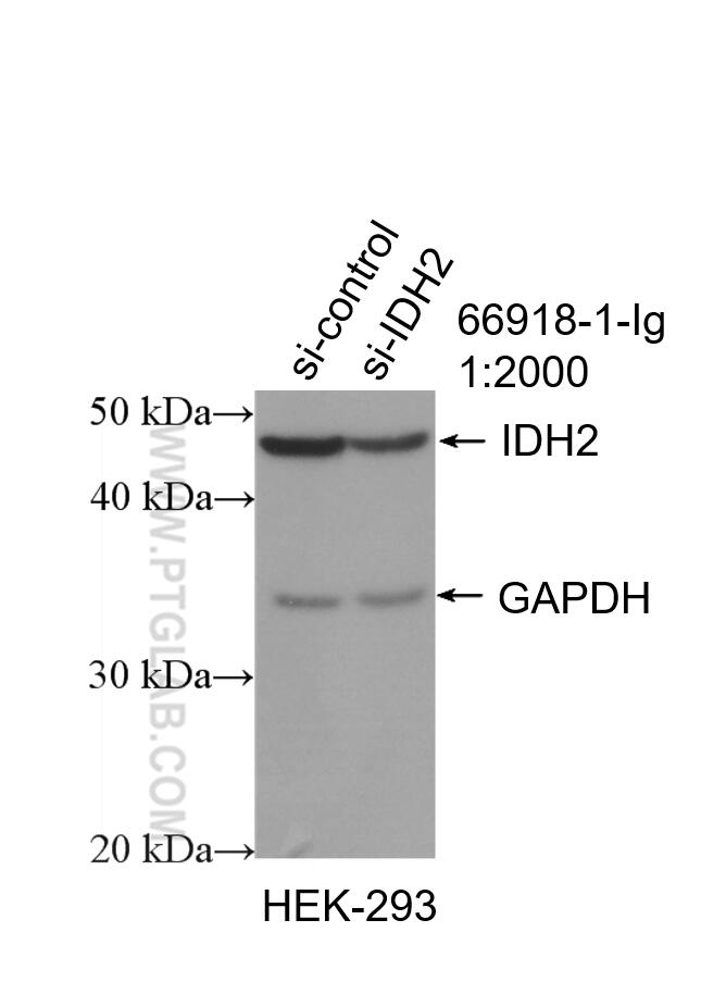 Western Blot (WB) analysis of HEK-293 cells using IDH2 Monoclonal antibody (66918-1-Ig)