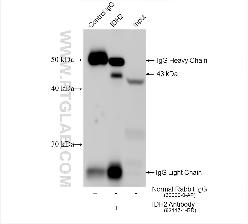 Immunoprecipitation (IP) experiment of mouse brain tissue using IDH2 Recombinant antibody (82117-1-RR)