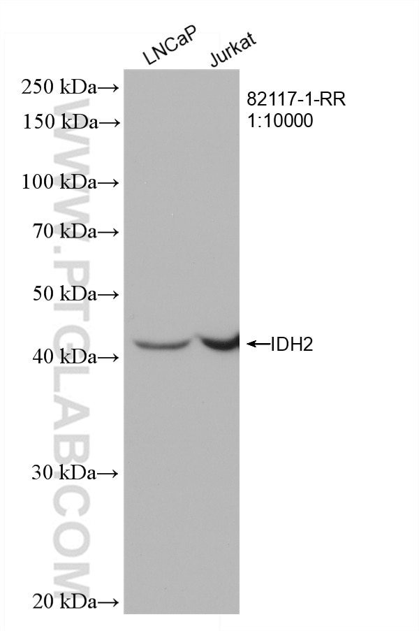 Western Blot (WB) analysis of various lysates using IDH2 Recombinant antibody (82117-1-RR)