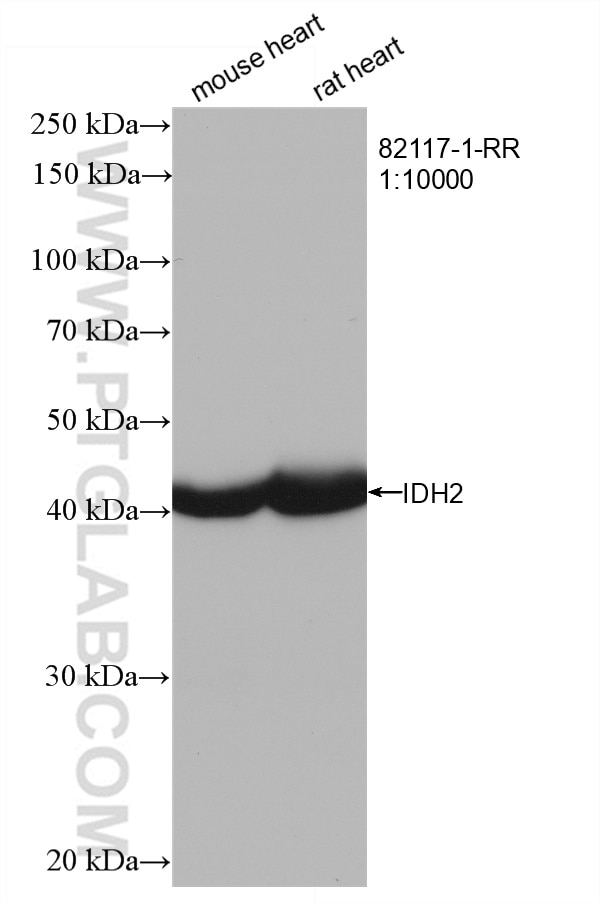 Western Blot (WB) analysis of various lysates using IDH2 Recombinant antibody (82117-1-RR)