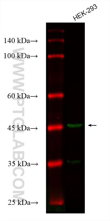 Western Blot (WB) analysis of various lysates using CoraLite® Plus 488-conjugated IDH2 Monoclonal anti (CL488-66918)