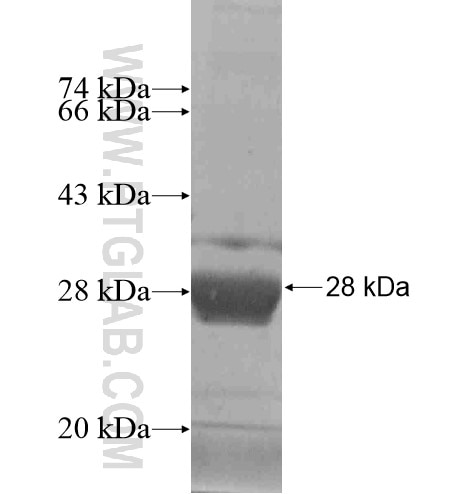 IDH2 fusion protein Ag19748 SDS-PAGE
