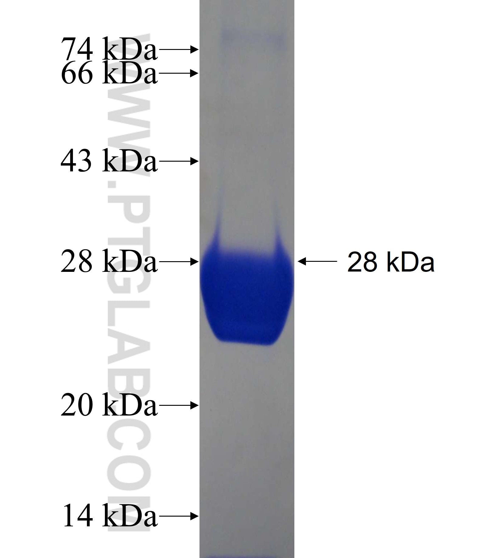 IDH2 fusion protein Ag19748 SDS-PAGE