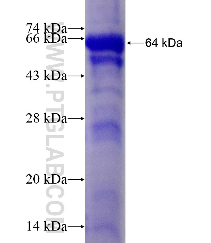 IDH2 fusion protein Ag8779 SDS-PAGE