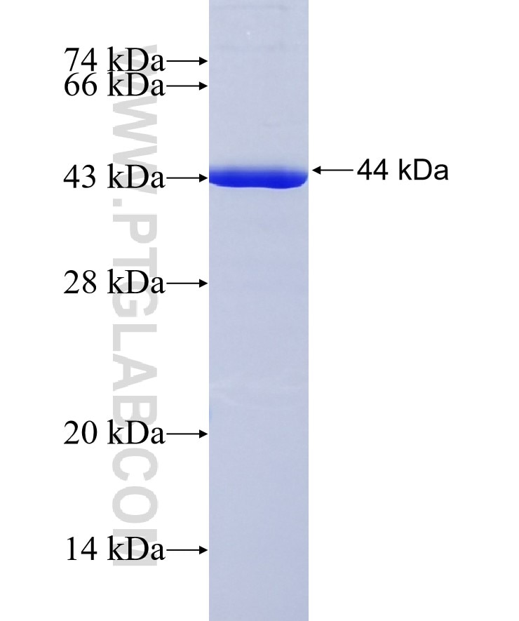 IDH2 fusion protein Ag8950 SDS-PAGE