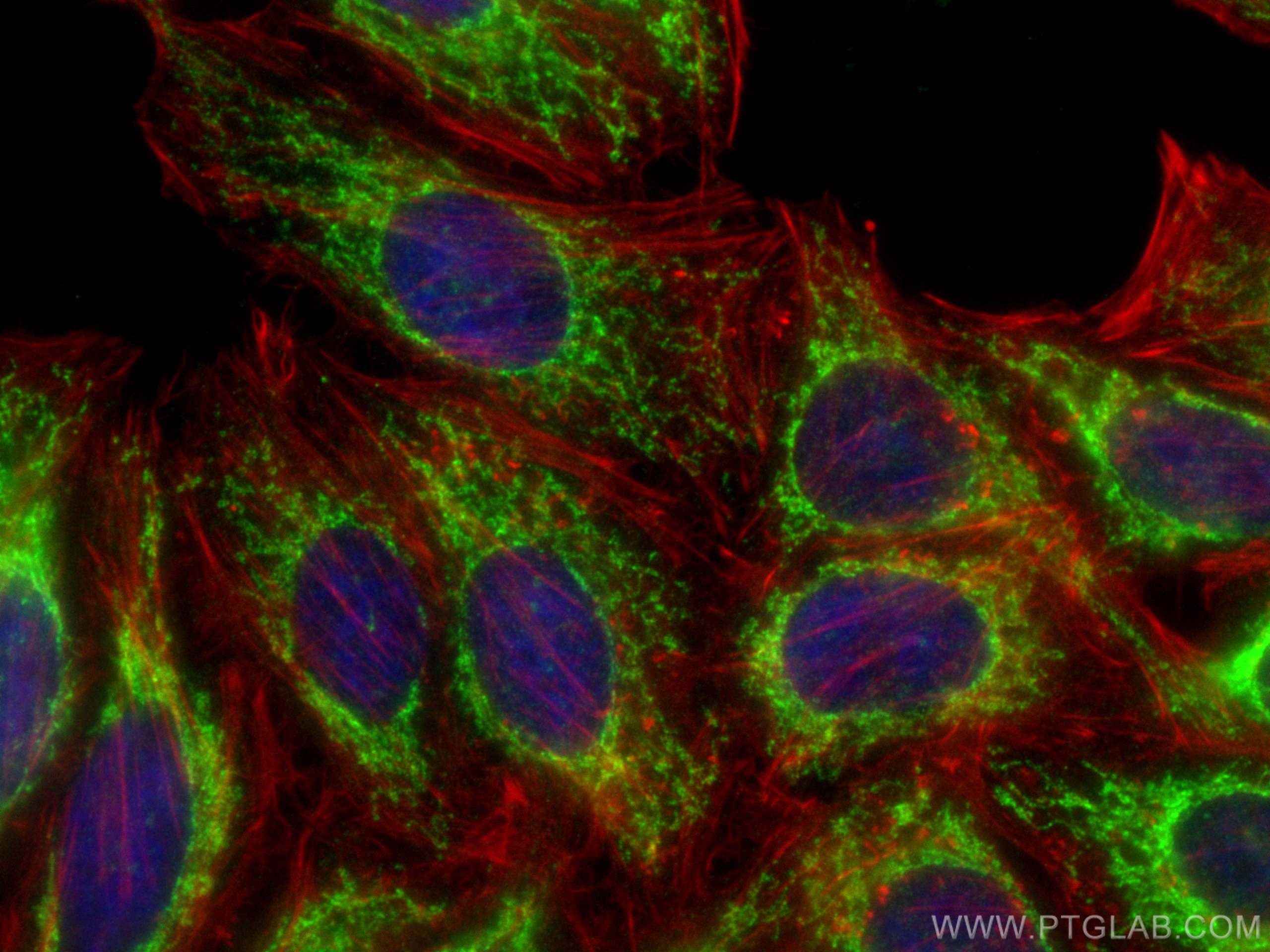 Immunofluorescence (IF) / fluorescent staining of HepG2 cells using IDH3A Polyclonal antibody (15909-1-AP)