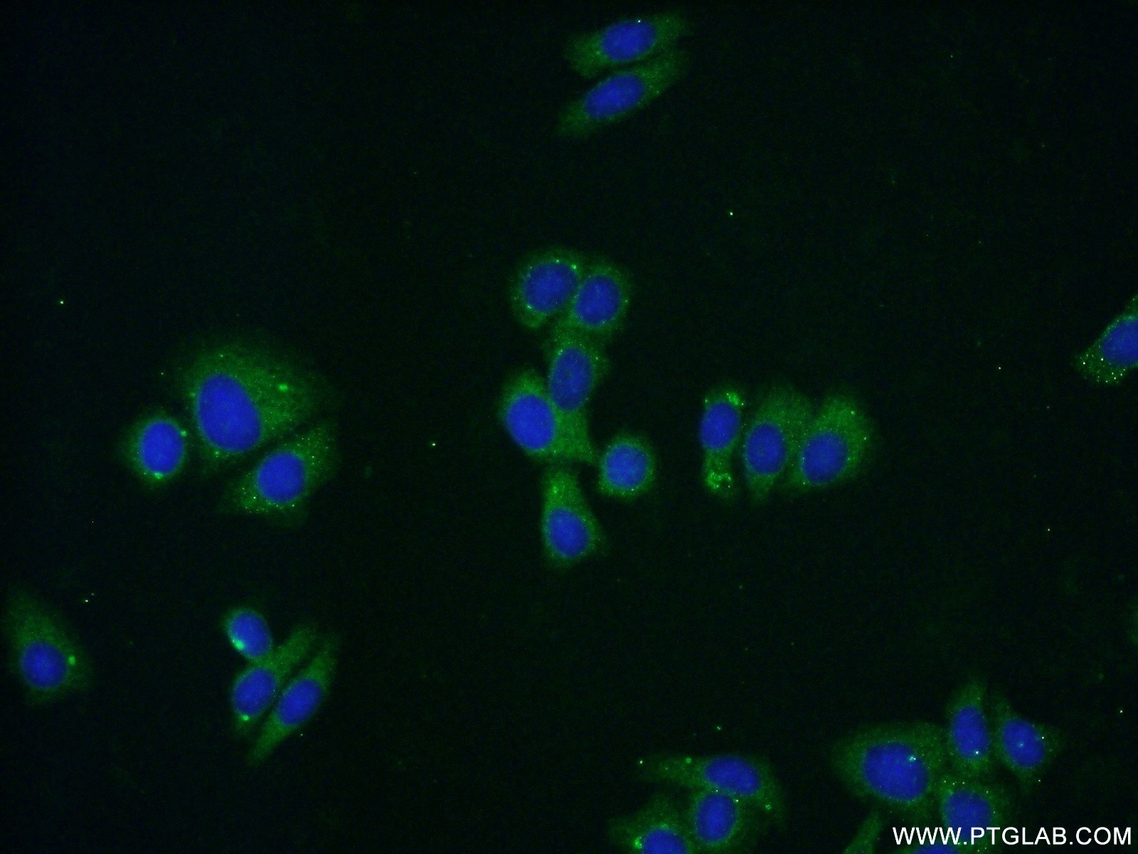 Immunofluorescence (IF) / fluorescent staining of HepG2 cells using IDH3A Polyclonal antibody (15909-1-AP)