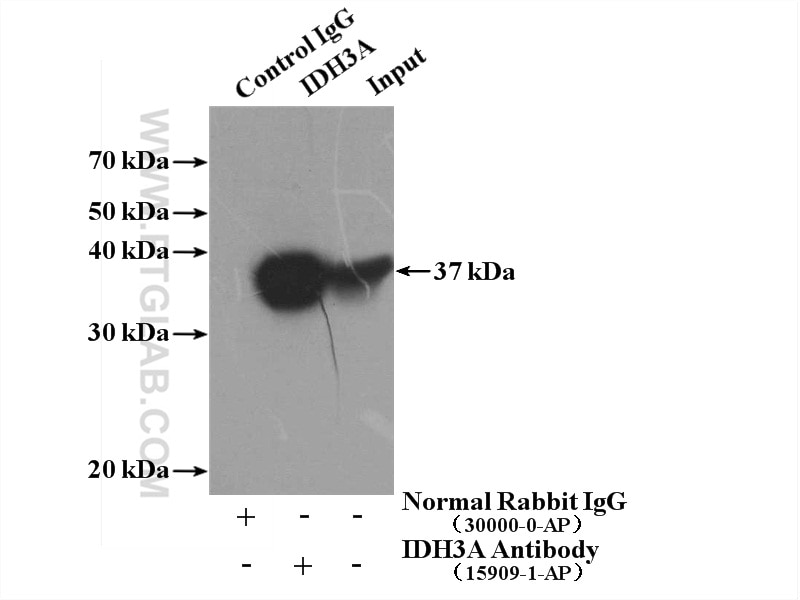 Immunoprecipitation (IP) experiment of HepG2 cells using IDH3A Polyclonal antibody (15909-1-AP)