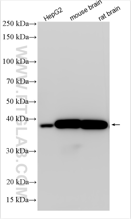Western Blot (WB) analysis of various lysates using IDH3A Polyclonal antibody (15909-1-AP)