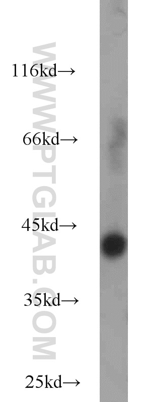 Western Blot (WB) analysis of mouse brain tissue using IDH3A Polyclonal antibody (15909-1-AP)