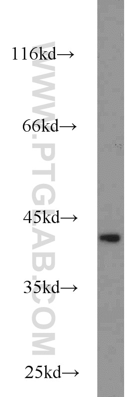 Western Blot (WB) analysis of HepG2 cells using IDH3A Polyclonal antibody (15909-1-AP)