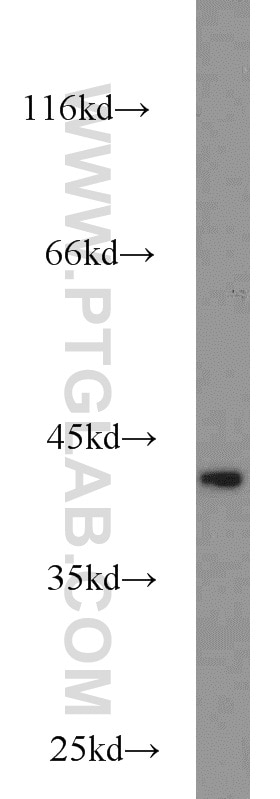 WB analysis of HepG2 using 15909-1-AP