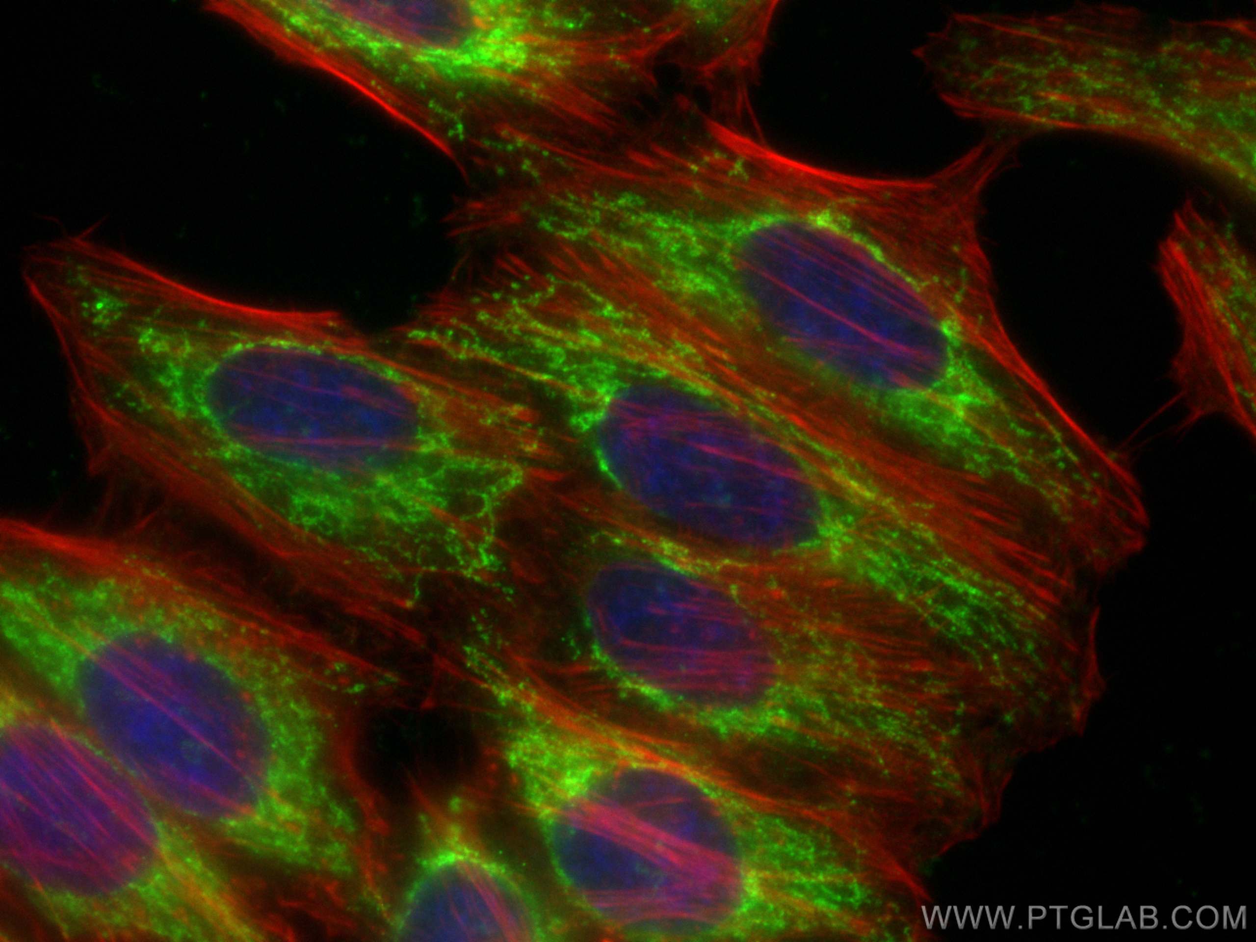 Immunofluorescence (IF) / fluorescent staining of HepG2 cells using CoraLite® Plus 488-conjugated IDH3A Polyclonal ant (CL488-15909)