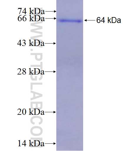 IDH3A fusion protein Ag8662 SDS-PAGE