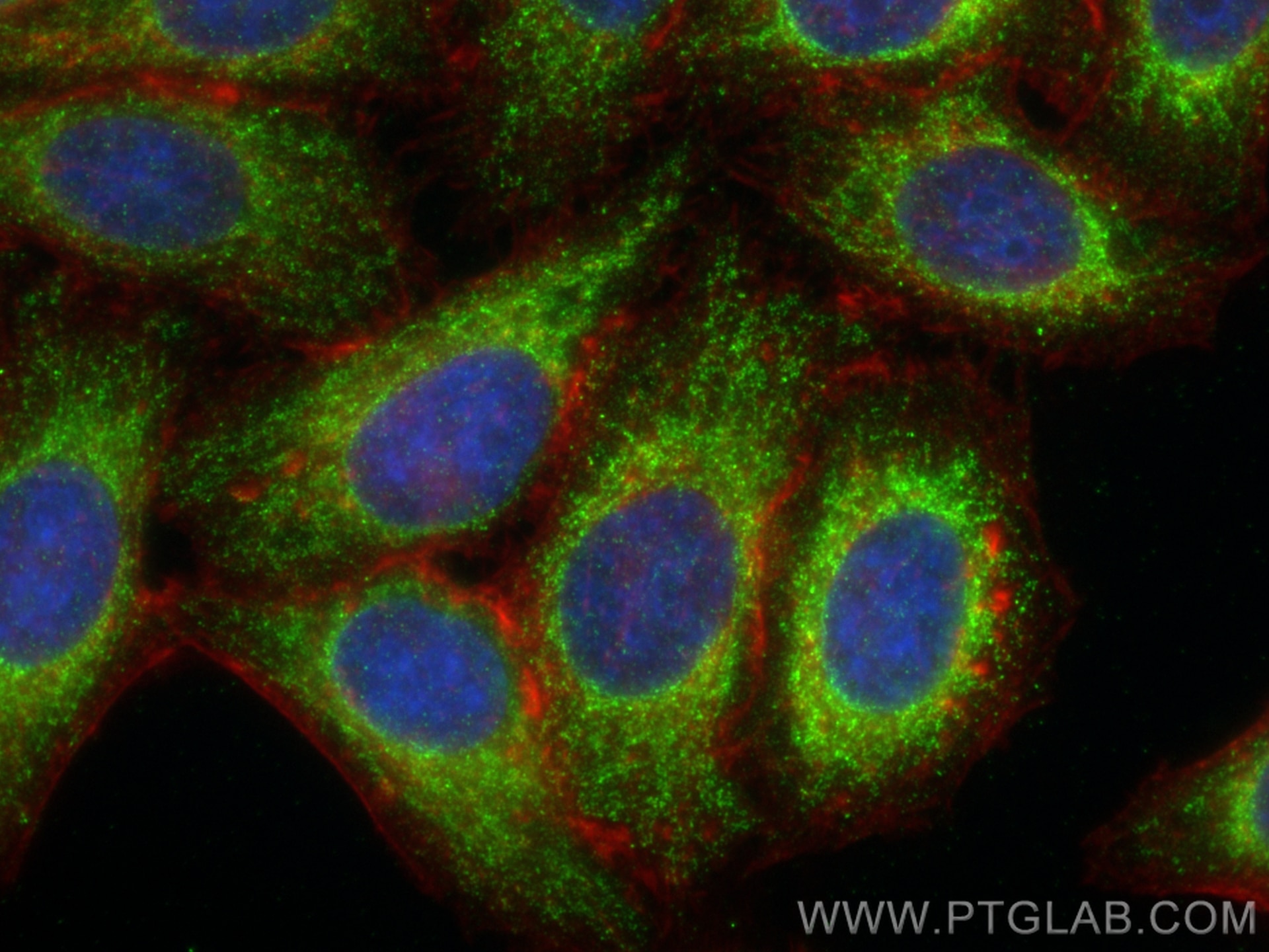 Immunofluorescence (IF) / fluorescent staining of HepG2 cells using IDH3B Polyclonal antibody (15576-1-AP)