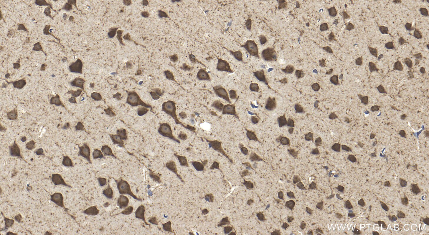 Immunohistochemistry (IHC) staining of mouse brain tissue using IDH3B Polyclonal antibody (15576-1-AP)