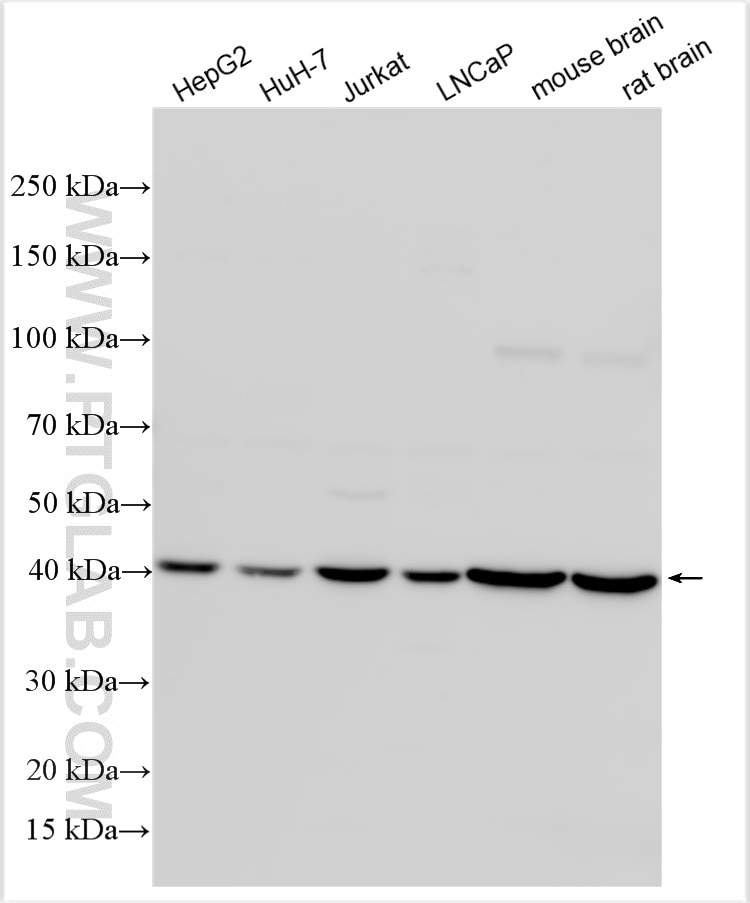 Western Blot (WB) analysis of various lysates using IDH3B Polyclonal antibody (15576-1-AP)