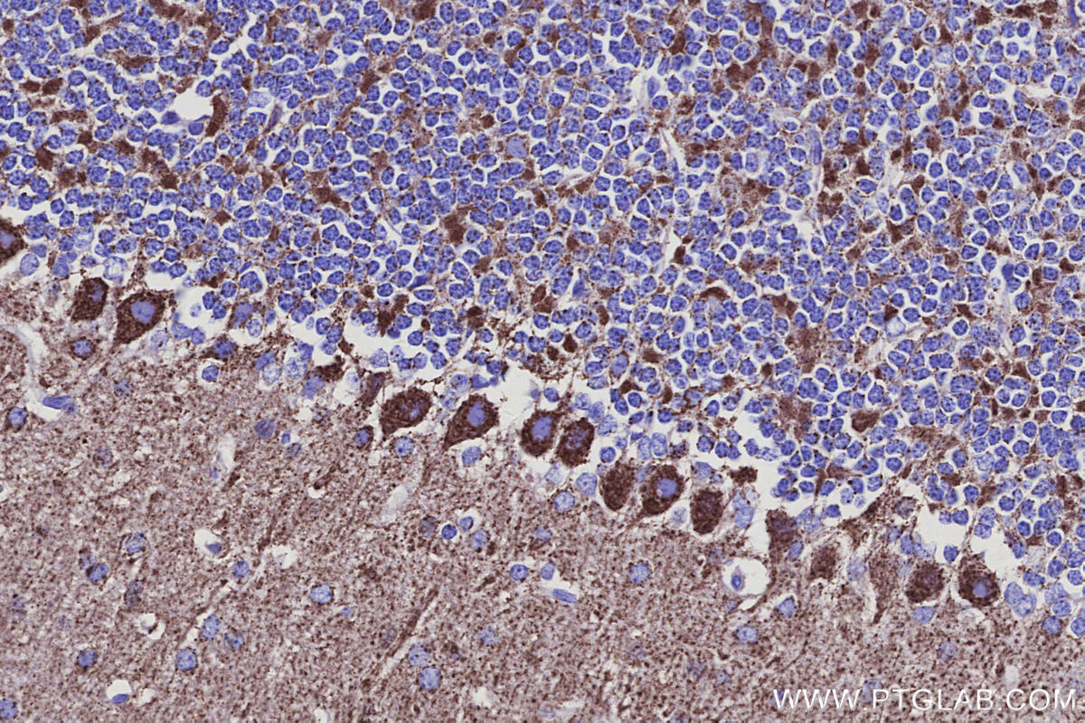 IHC staining of mouse cerebellum using 68199-1-Ig Immunohistochemistry (IHC) staining of mouse cerebellum tissue using IDH3B Monoclonal antibody (68199-1-Ig)