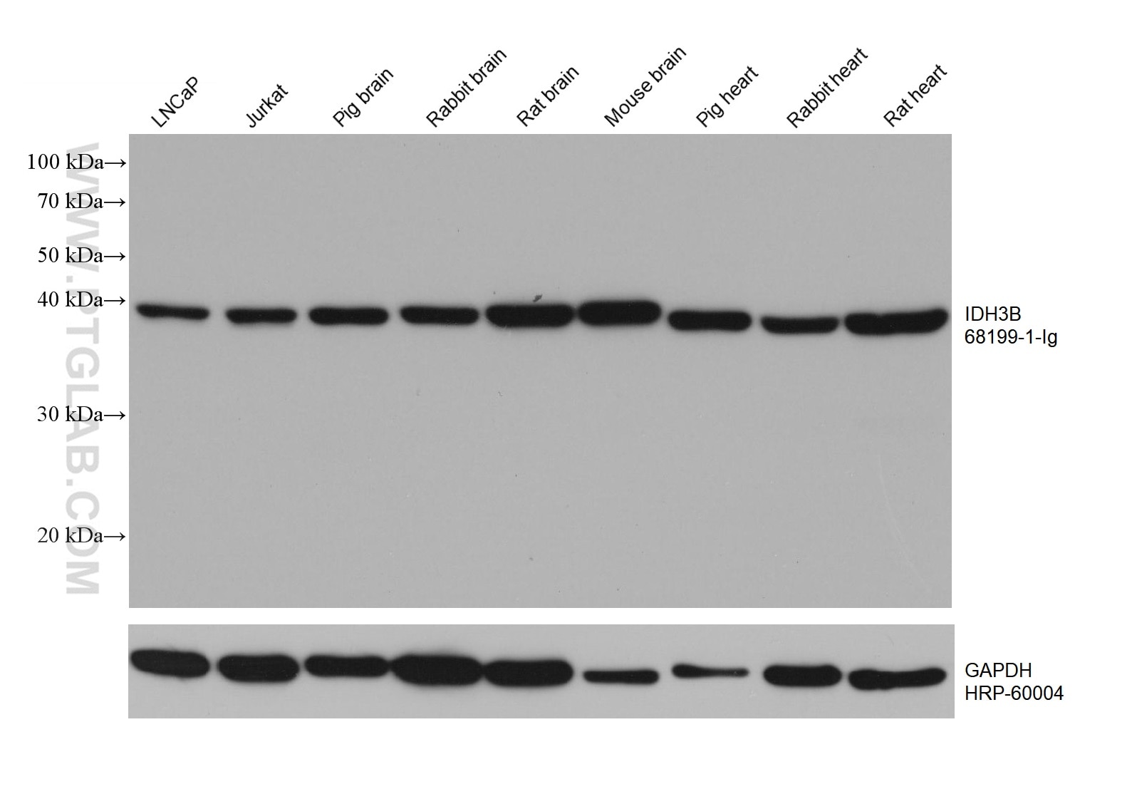 Western Blot (WB) analysis of various lysates using IDH3B Monoclonal antibody (68199-1-Ig)