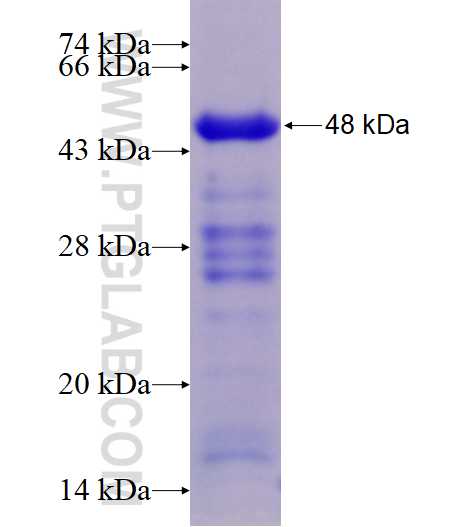 IDH3B fusion protein Ag8693 SDS-PAGE