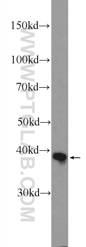 Western Blot (WB) analysis of A431 cells using IDH3G Polyclonal antibody (25848-1-AP)