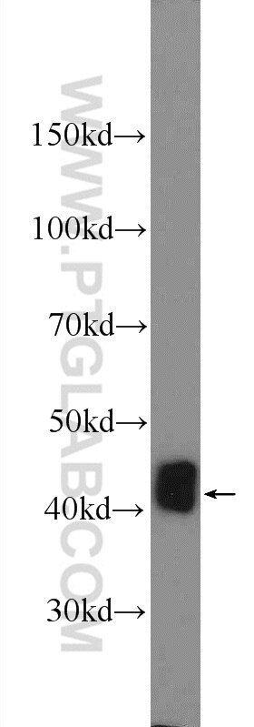 Western Blot (WB) analysis of mouse colon tissue using IDH3G Polyclonal antibody (25848-1-AP)