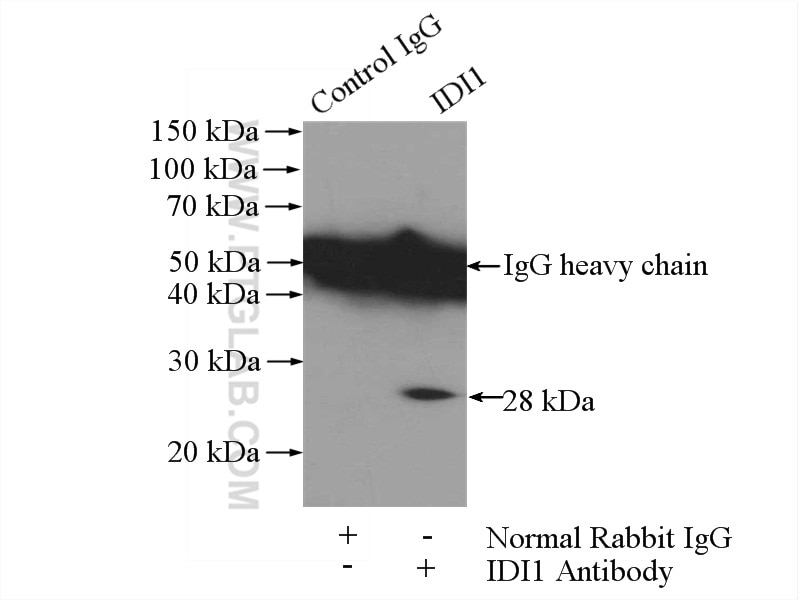 Immunoprecipitation (IP) experiment of mouse liver tissue using IDI1 Polyclonal antibody (11166-2-AP)